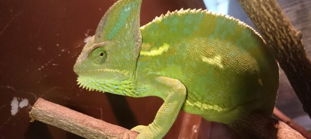 manejo y estrés en camaleones