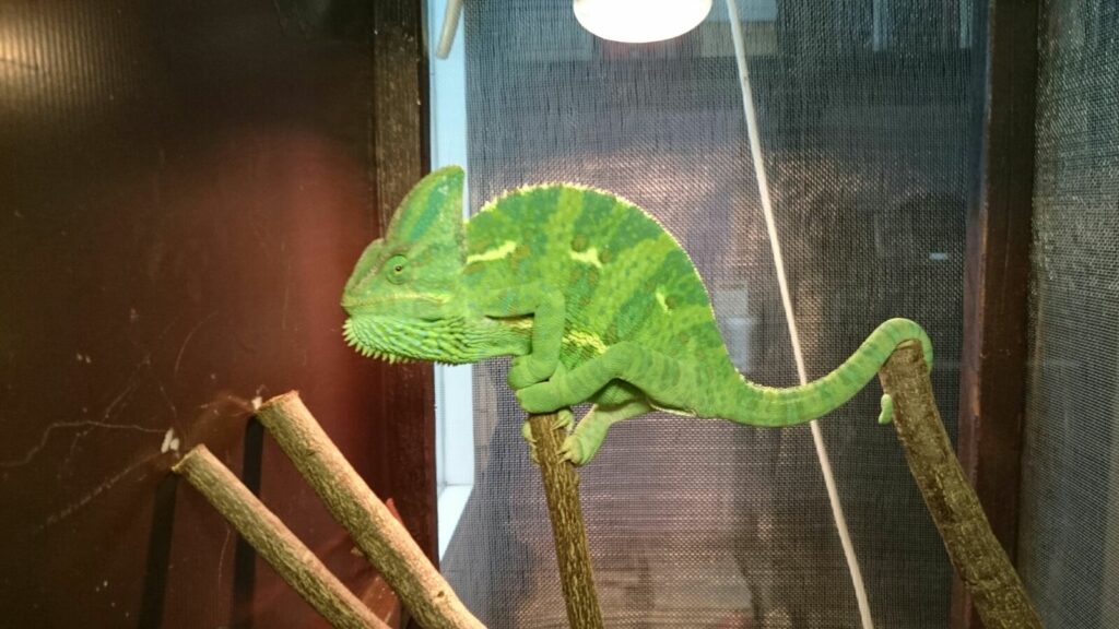 camaleón calyptratus con papada hinchada por estrés