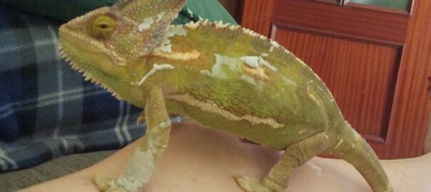 muda de piel en camaleones calyptratus