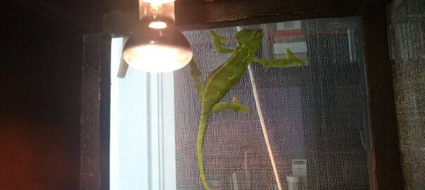 Camaleón en punto de asoleamiento bajo bombilla de calor