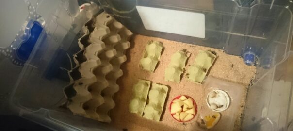 setup para mantener grillos en casa