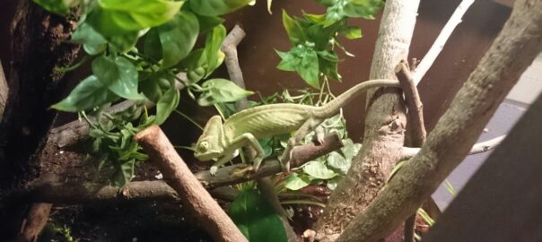 Ejemplo de un terrario con plantas seguras para camaleones