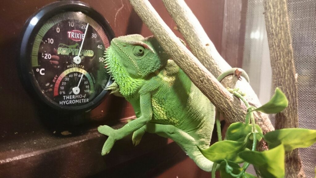 Control de la iluminación para camaleones con un termómetro